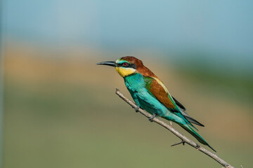 European Bee-eater (Merops apiaster) perched on a branch.