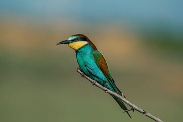 European Bee-eater (Merops apiaster) perched on a branch.