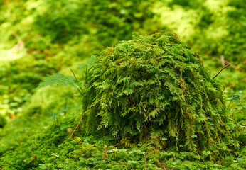 Spring on french pyrennes forest
