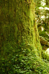 Spring on french pyrennes forest