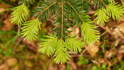 Spring on french pyrennes forest