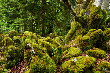 Spring on french pyrennes forest