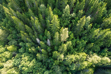 Aerial view of summer green trees in a forest in a rural area. drone photography