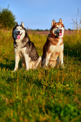 Cute two siberian husky dogs portrait front view