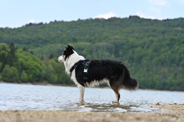 black dog running