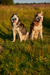 Cute two siberian husky dogs portrait front view