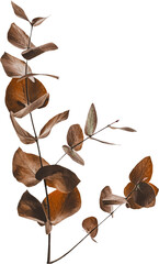 Autumn leaves stem sprig isolated. Hand drawn illustration in Rust brown colours 