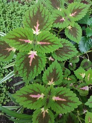 Leaves of a tropical plant coleus close-up in a plant environment