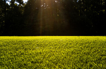 Sunrays over field