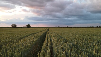 Wheat fields with spikelets close-up . High quality photo