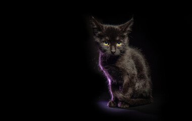 Portrait of a black cat puppy looking at camera isolated on black background