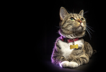 Gray tabby cat lying down looking up isolated on black background