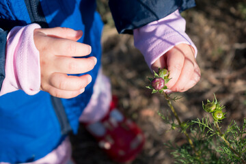 Baby hands playing with cosmos flower in the garden