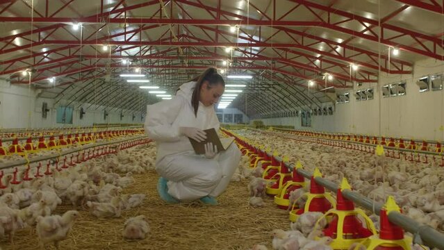 woman veterinarian in poultry farm