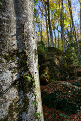 Vallèe de Aspe, French pyrenees
