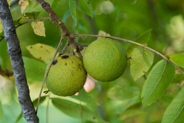 Black Walnut Tree Drupes, Or Nut-Like Fruit, In September