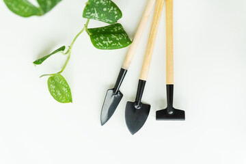 Home floriculture. Plant transplant. Pot, tub, plant transplant tools, drainage, shovel, rake on green branch background, epipremnum flowerpot transplant. Flat lay, horizontal photo.
