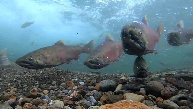 Underwater photography of cherry salmon in Shibetsu River, Nakashibetsu Town, Hokkaido
