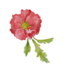Red watercolor flower with green leaves. Floral clipart