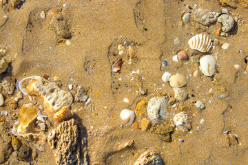 Fototapeta na wymiar shells on the sand