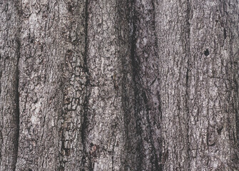 Obraz premium Texture of the bark in the forest. Closeup stock photography. 