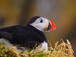 atlantic puffin resting in the coast