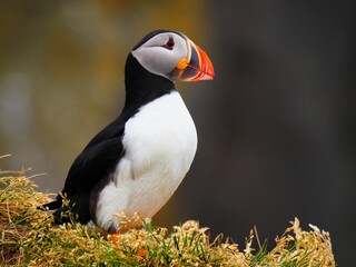 atlantic puffin in the coast