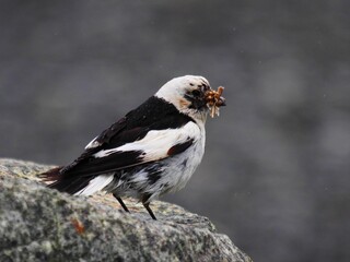 black and white bird eating insects