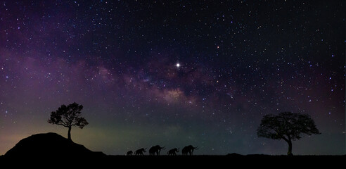 Elephant silhouettes walking in the night,Panorama blue night sky milky way and star on dark...