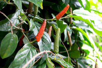 Close up red Piper Longum, Piper retrofractum in garden (long pepper) ; A creeper plant.