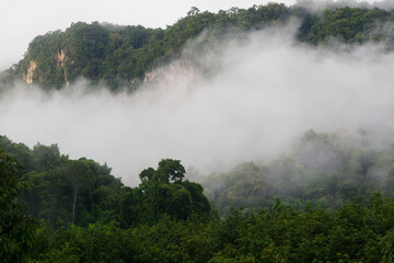 Scenic tropical forest landscape with morning fog in mountain valley during monsoon season, tropical country.