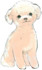 プードル、トイプードルのスケッチイラスト