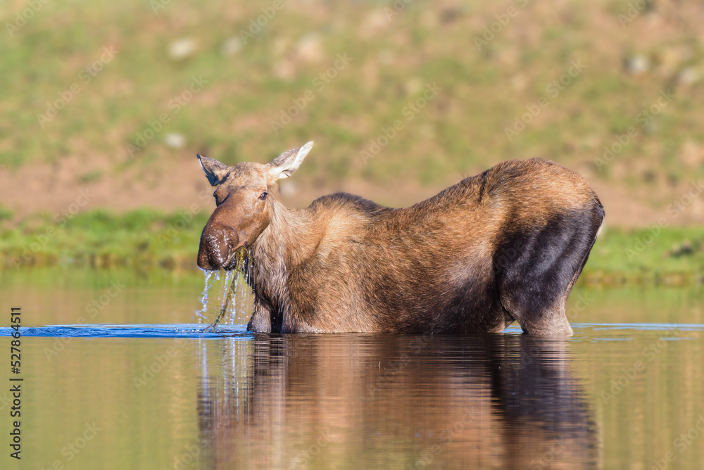 Wall mural cow moose eating lake grass in the colorado rocky mountains