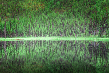 Trees reflecting in one of the Triple Lakes in the Denali National Park, Alaska