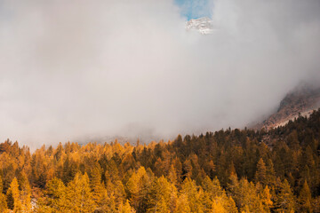 view of the forest in autumn in the mountains  with fog background