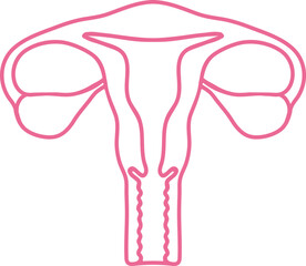 Vector illustration of uterus icon in outline style.