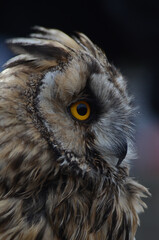 great horned owl