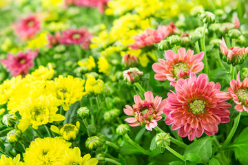 Gelbe und rosa Chrysanthemen in der Nahaufnahme