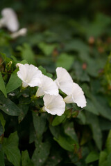 white flower surrounded by green plants