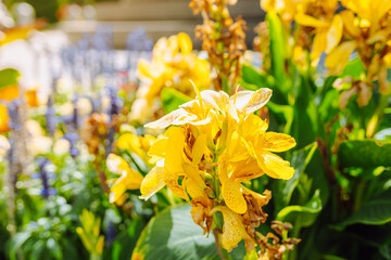 yellow autumn flower closeup