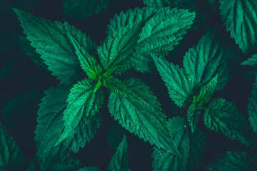 Common nettle bush outdoors. Urtica dioica. Stinging nettles plant. Herbal medicine concept. Green foliage background. Dark leaves pattern at night. Top view. Botanical greenery close up.
