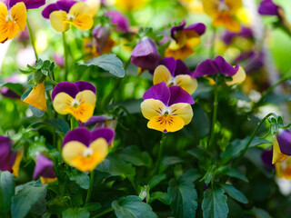 Yellow and violet pansies flowering in a garden
