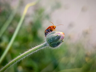 bug on the bud