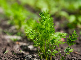 A closeup shot of fresh young carrot plants growing in a vegetable garden