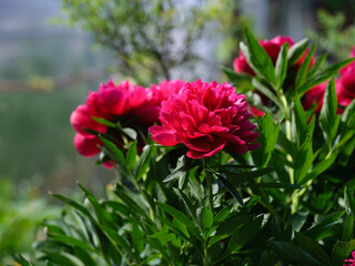 Beautiful magenta peony bush flowering in the garden.