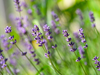 A closeup shot of Lavender flowers in nature
