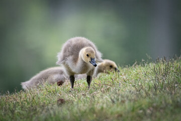 Cute little baby Canada Goose