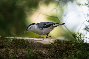 White-breasted Nuthatch takes a bow.