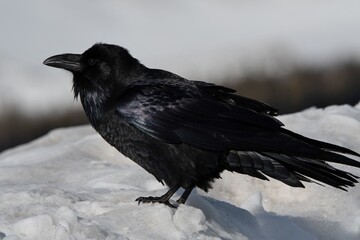 Beautiful Raven in Jackson Hole Wyoming