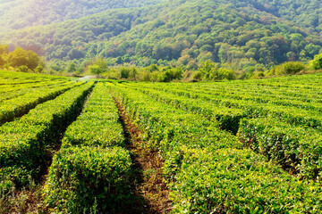 Fototapeta na wymiar Fresh Tree tea plantations mountain green nature in herbal farm plant. Copy space
